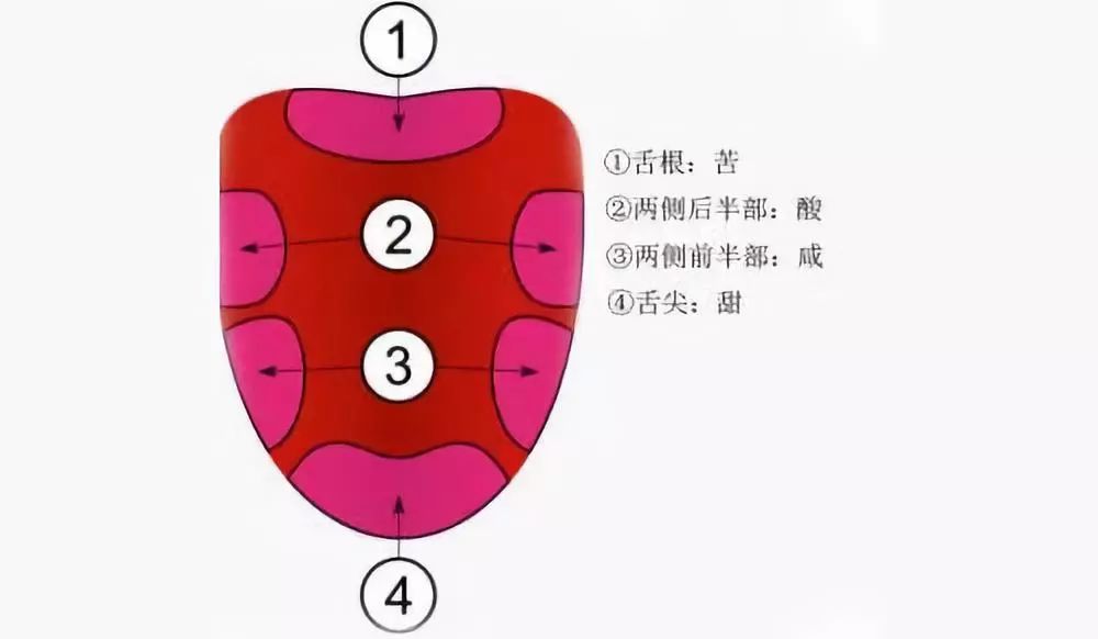 舌根對(duì)苦味最為敏感.jpg