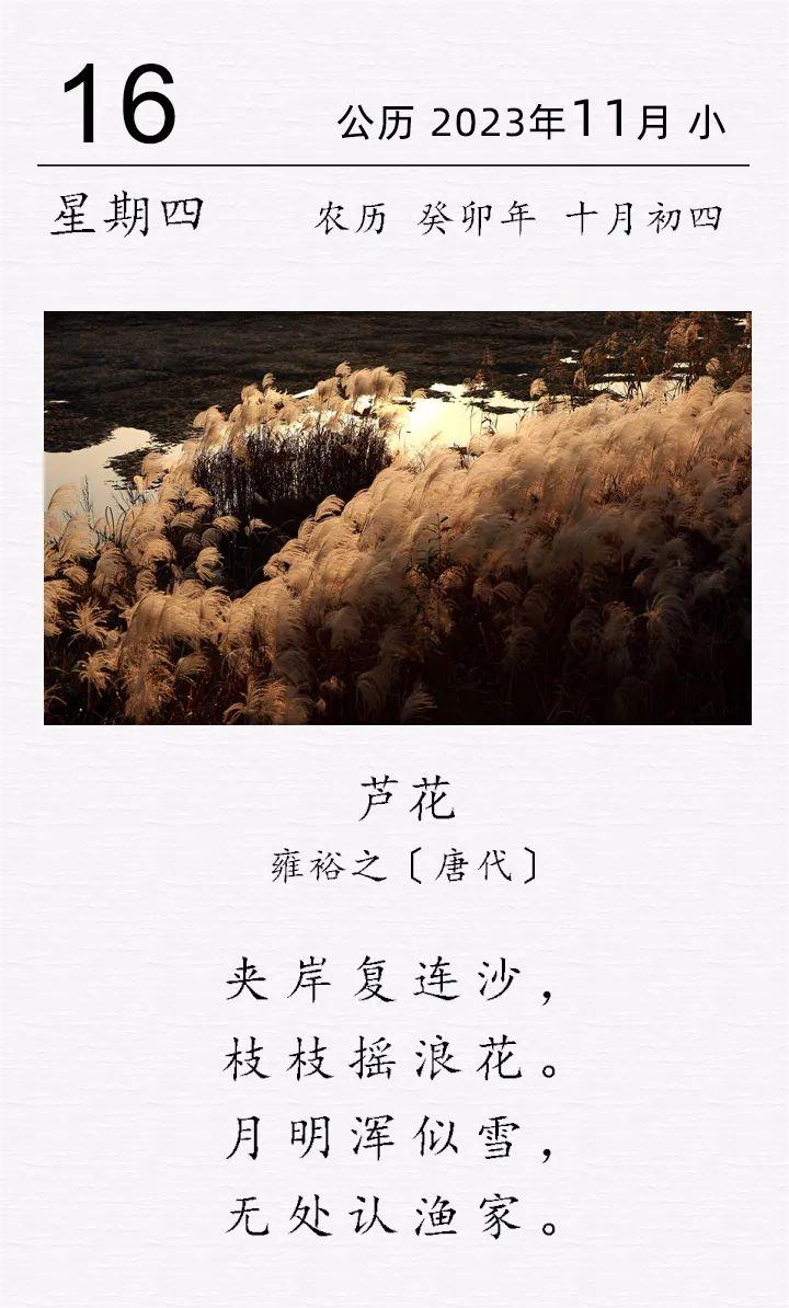 雍裕之《蘆花》.jpg