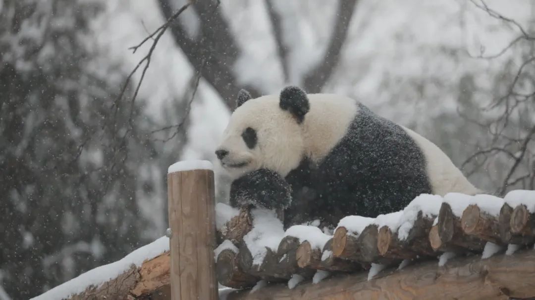 北京動物園.jpg