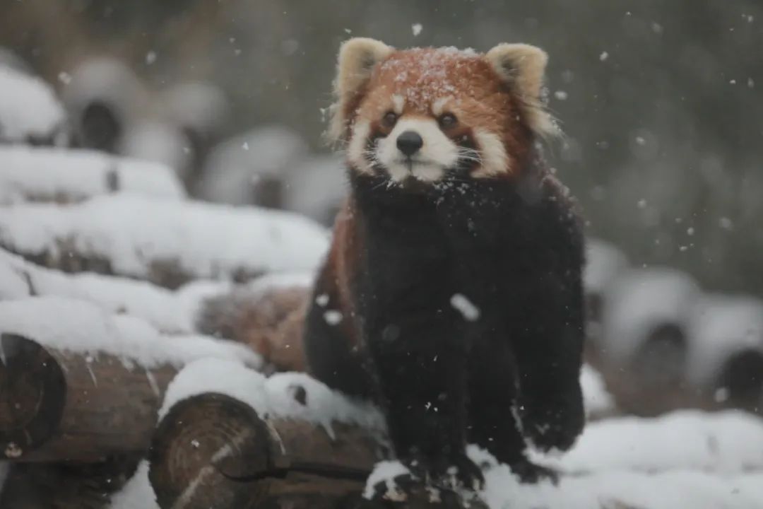 北京動物園1.jpg