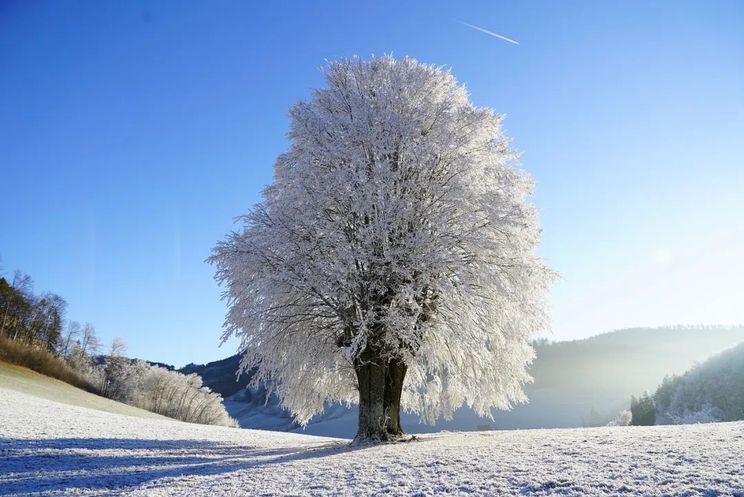 酒中情，雪中夢。.jpg