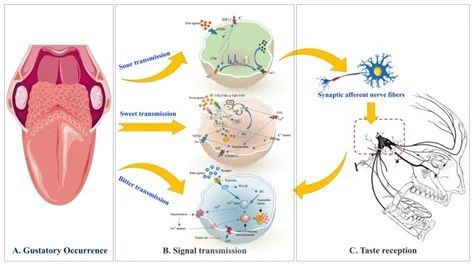 圖1 酸味、苦味及甜味信號傳輸和接收生理學過程.jpg