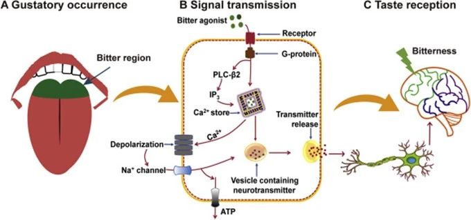 圖3 苦味的信號傳導及接收生理學過程[5].jpg