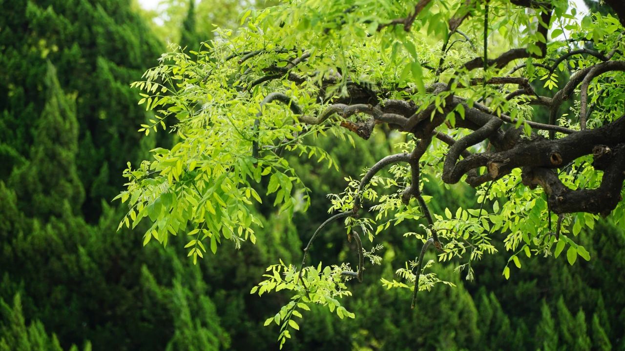 夏天，有一個院子3.jpg