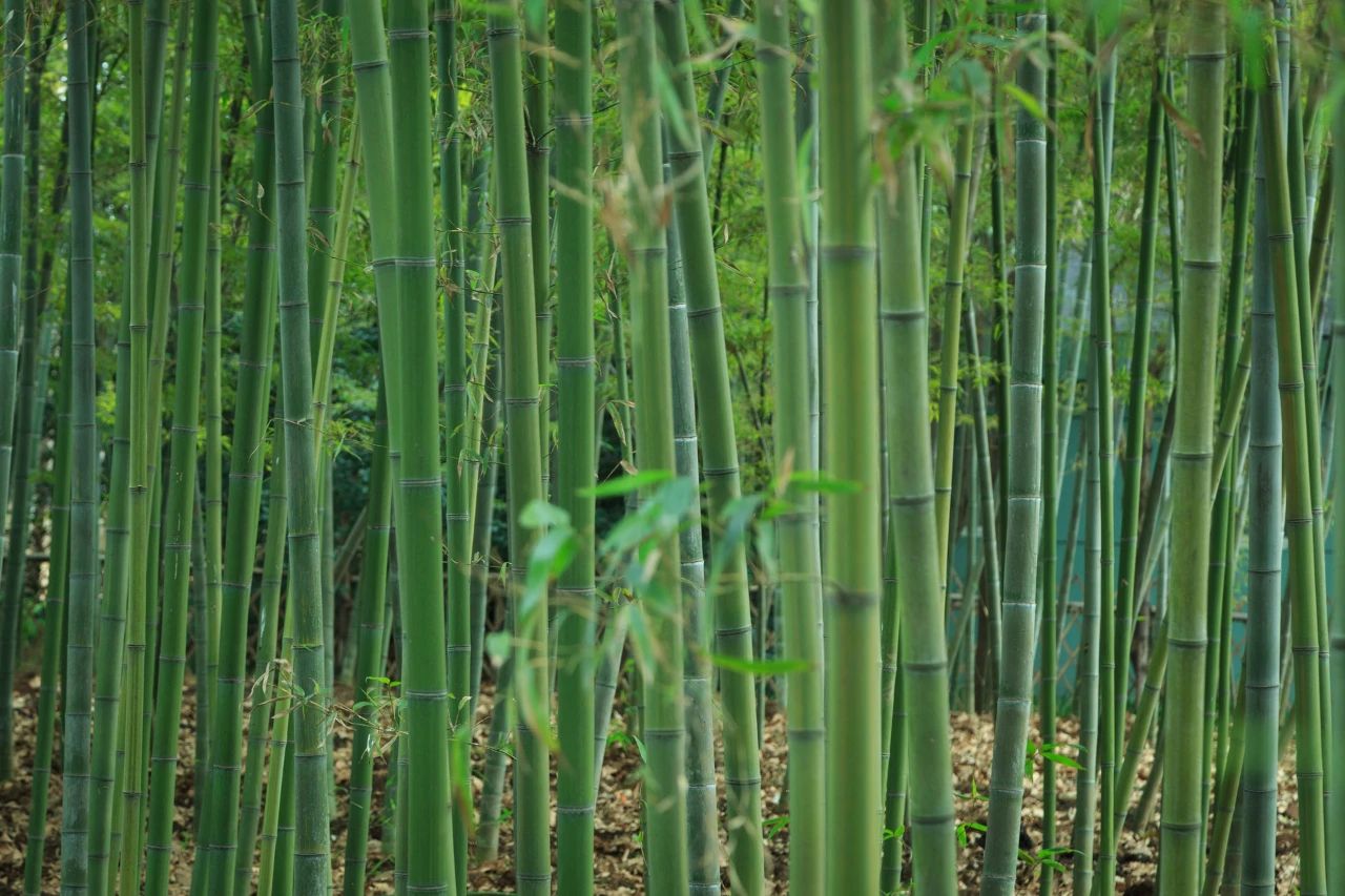 夏風(fēng)中，有“獨屬于夏日”的生氣3.jpg