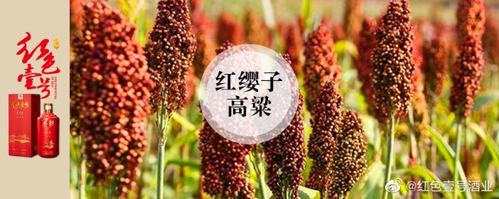 紅櫻子高粱.jpg