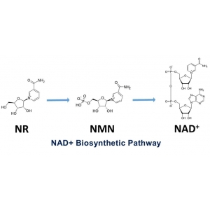 許執(zhí)恒、秦成峰、胡澤平醫(yī)學(xué)團(tuán)隊研究表明：NAD+/NMN可治