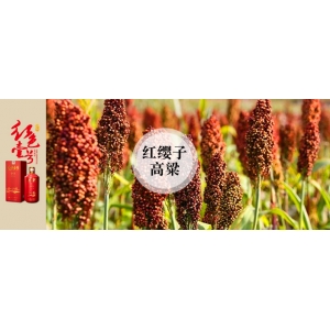 小年話(huà)醬酒：釀優(yōu)質(zhì)醬酒為什么一定要紅纓子糯高粱？